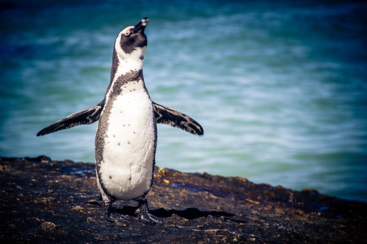 capetown_day1-5_-41-von-75