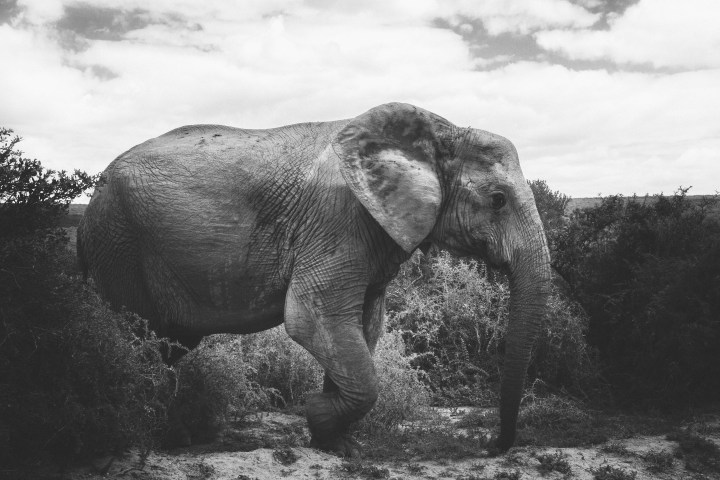 Walking with the Elephants – Addo Elephant Park | CAPE&nbsp;TOWN