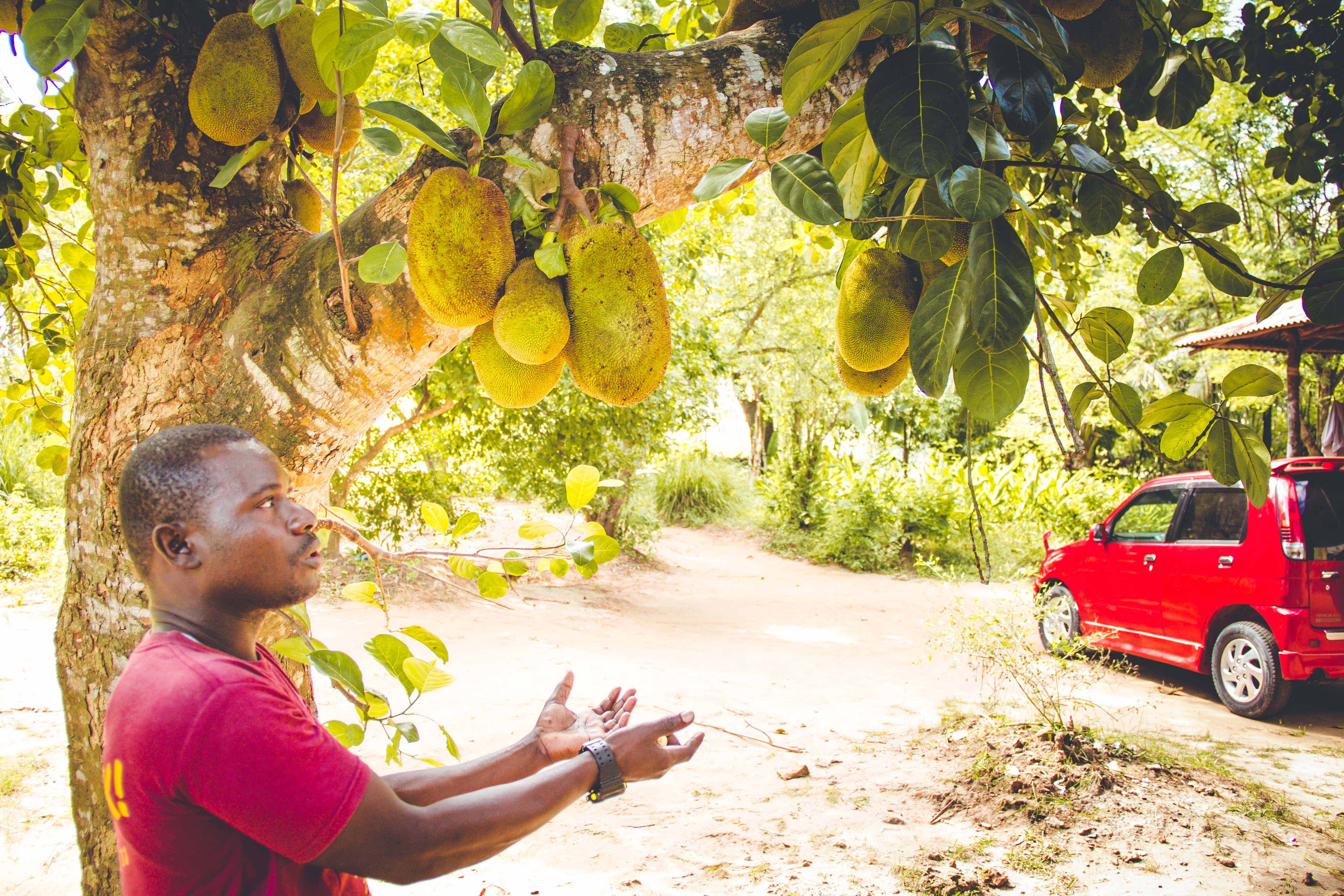 Zanzibar- (118 von 165)