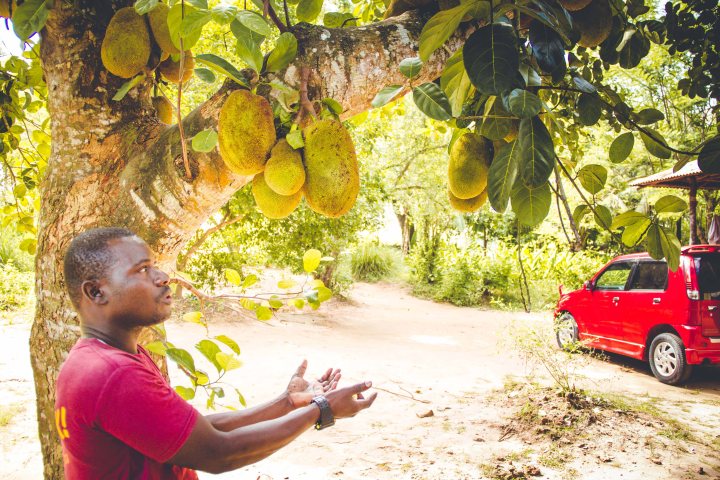 Zanzibar- (118 von 165)