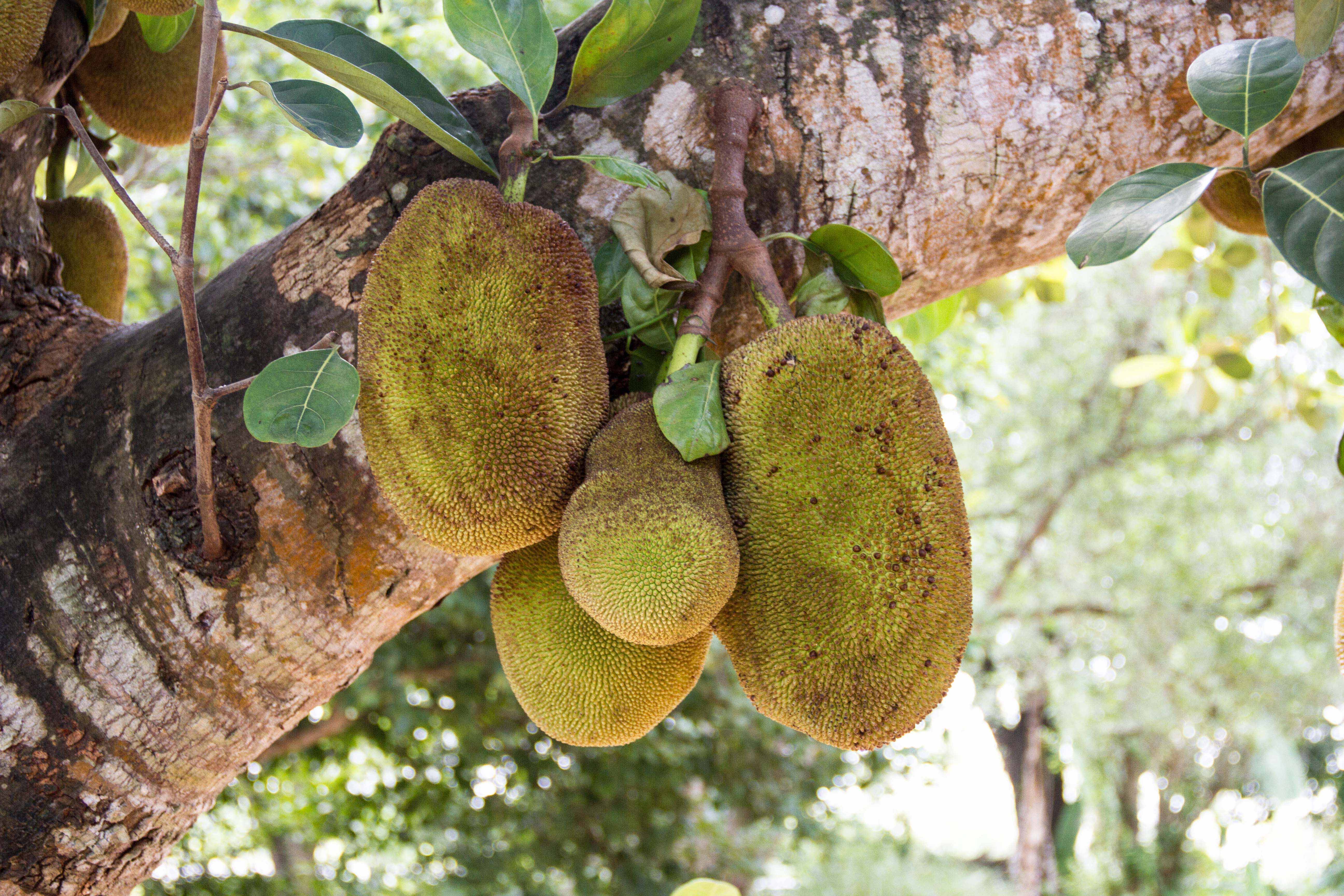 Zanzibar- (119 von 165)