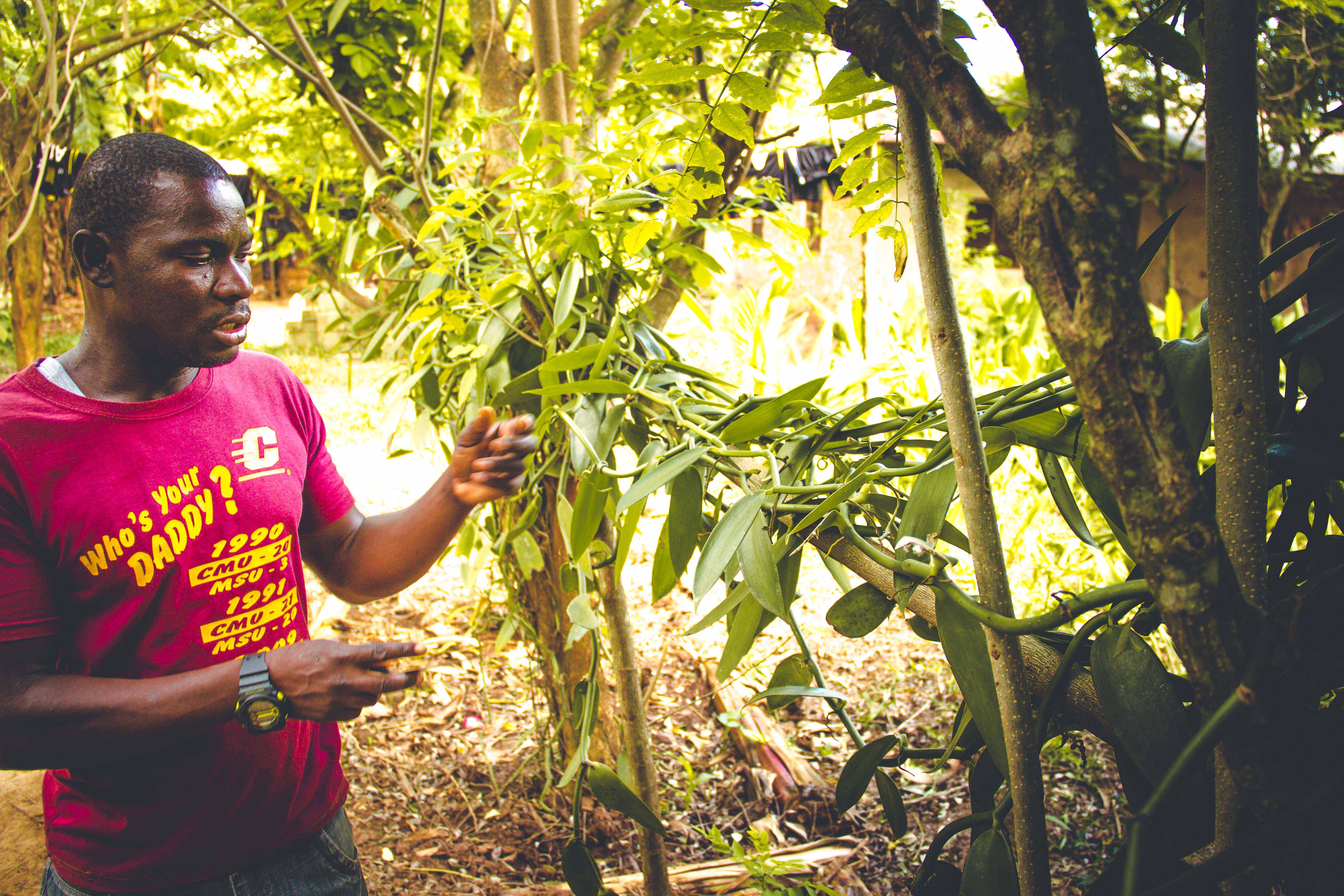 Zanzibar- (120 von 165)