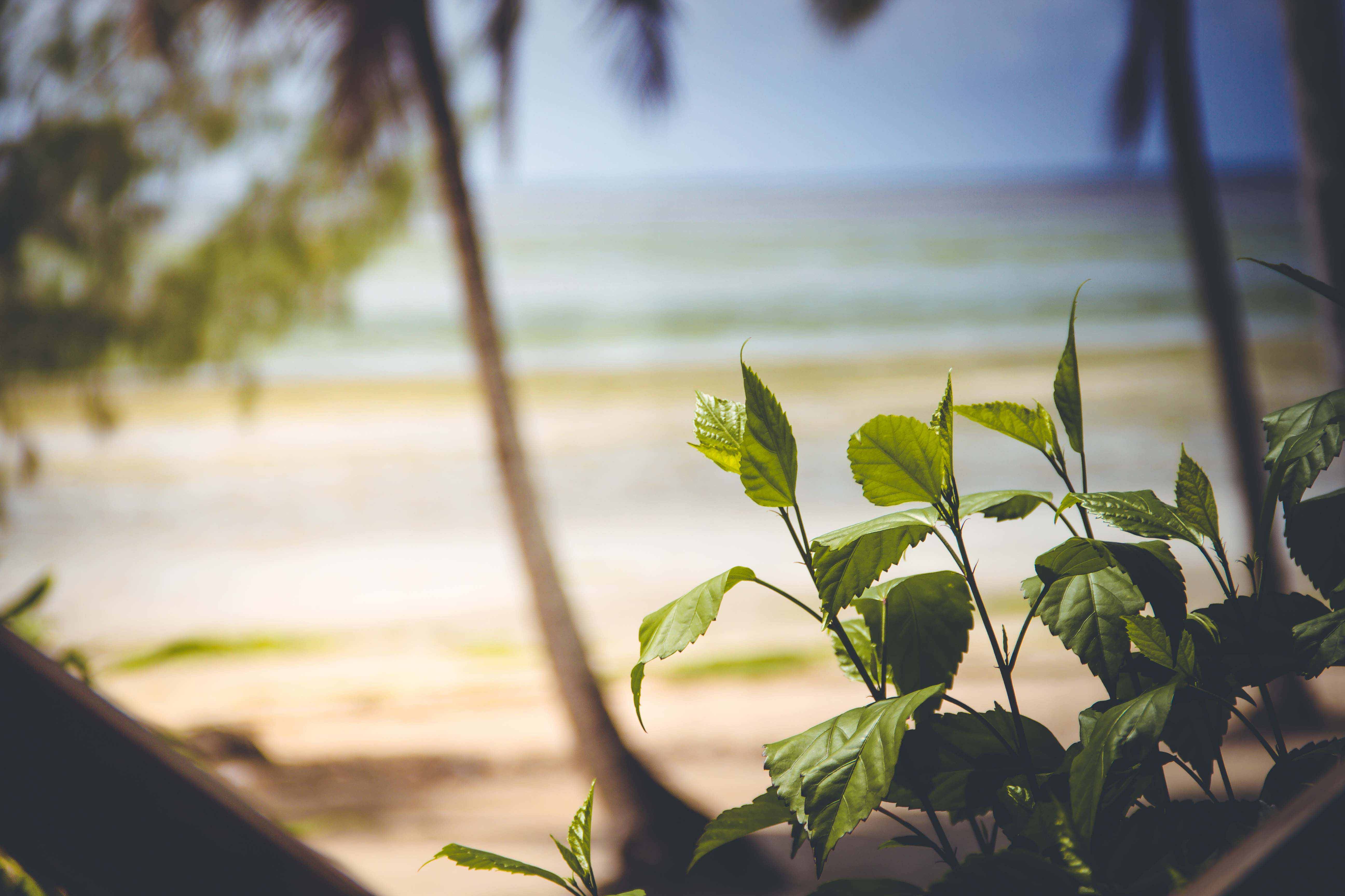 Zanzibar- (21 von 165)