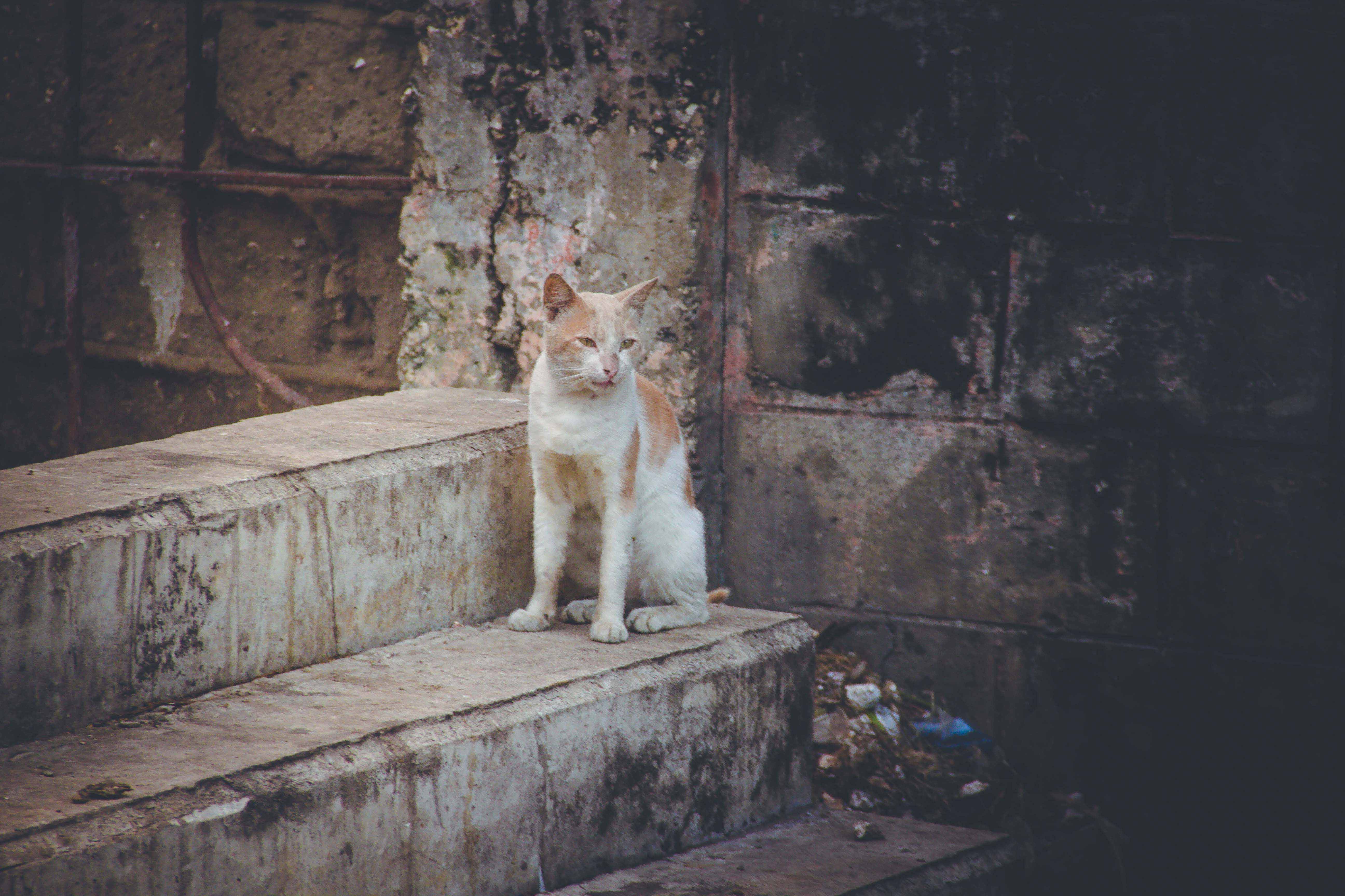 Zanzibar- (34 von 165)