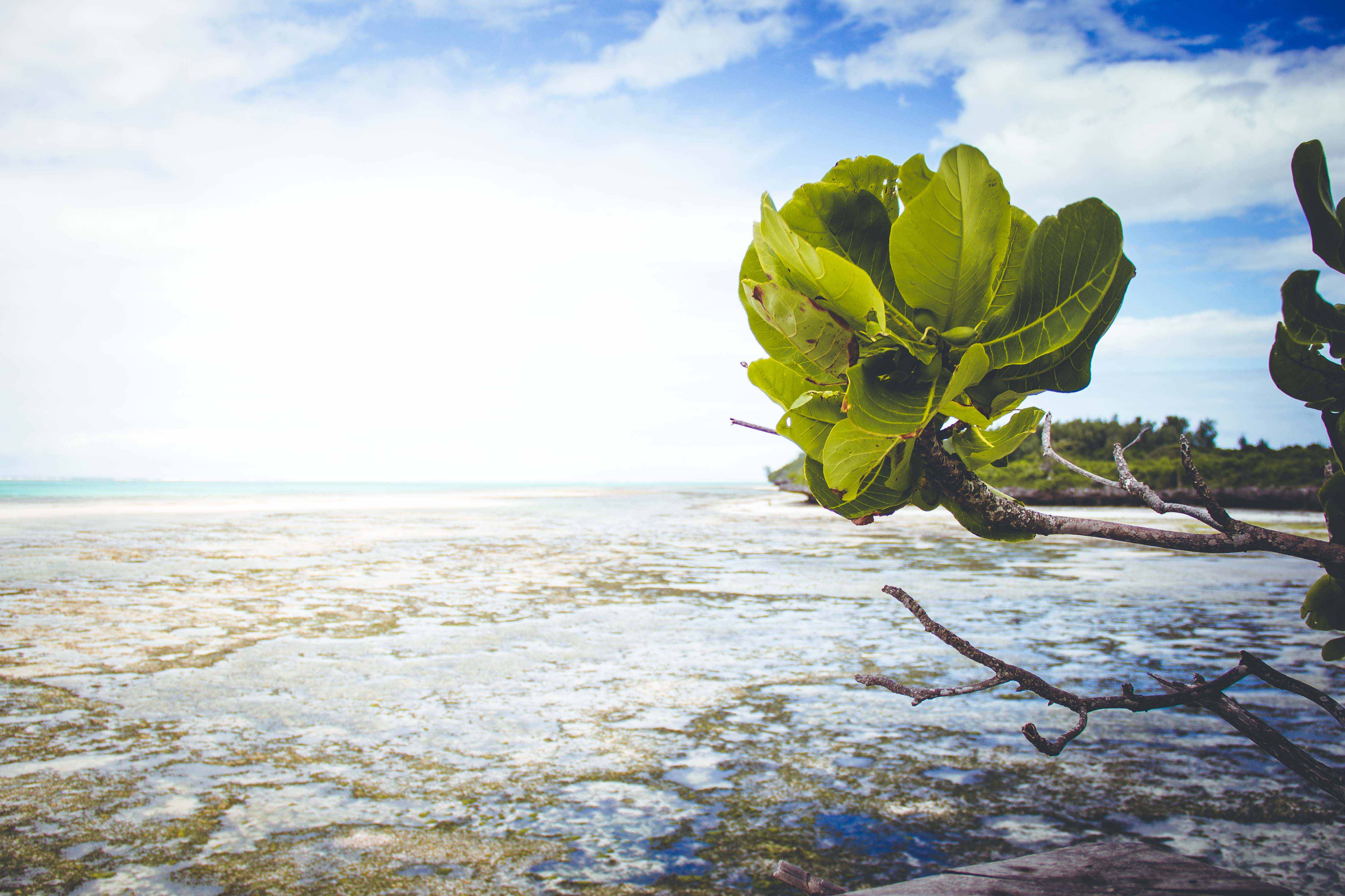 Zanzibar- (40 von 165)