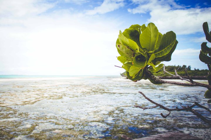 Zanzibar- (40 von 165)