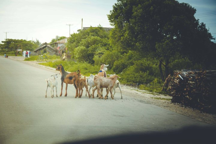 Zanzibar- (53 von 165)