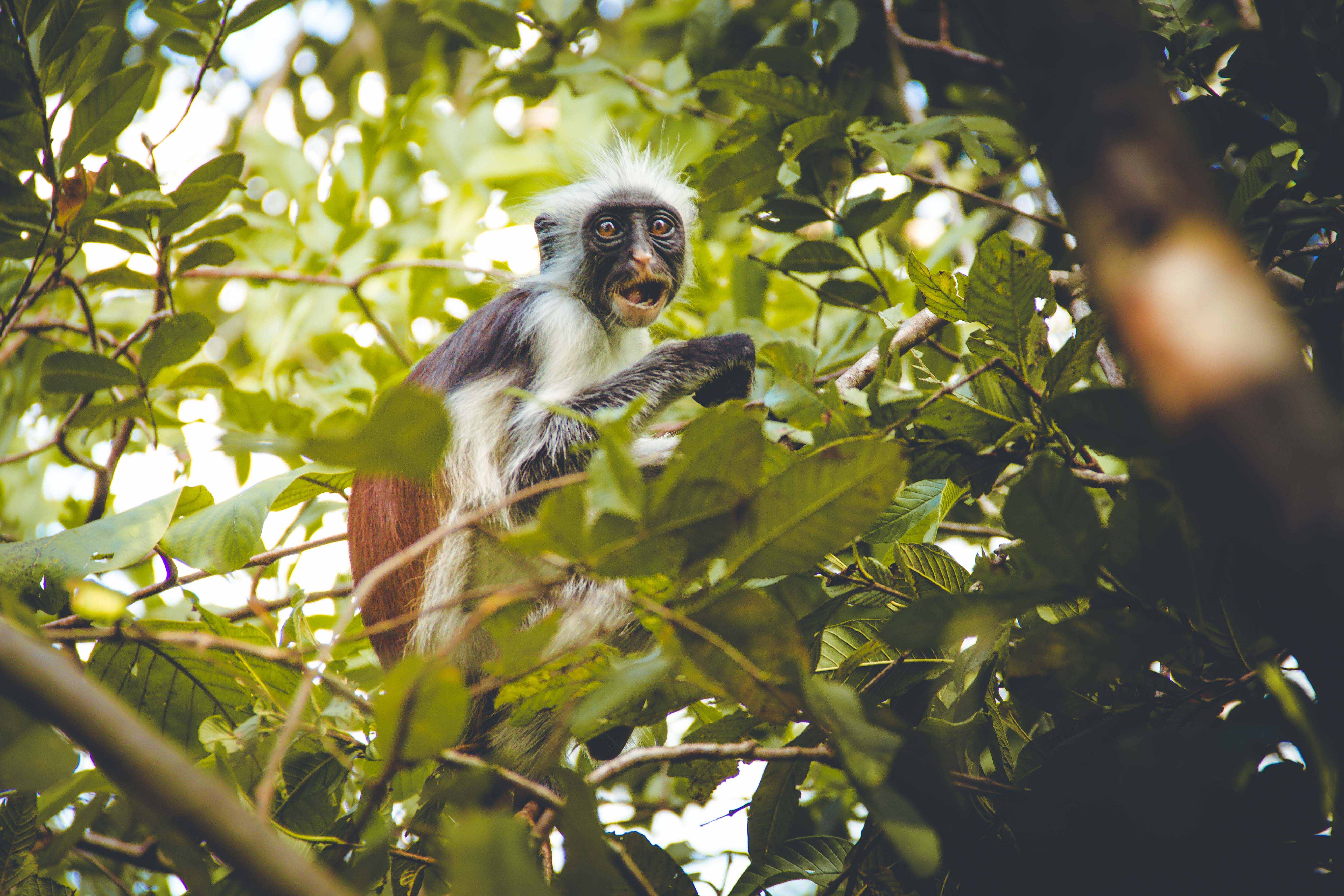 Zanzibar- (67 von 165)