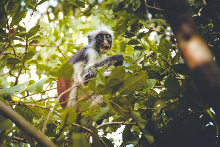 Zanzibar- (67 von 165)