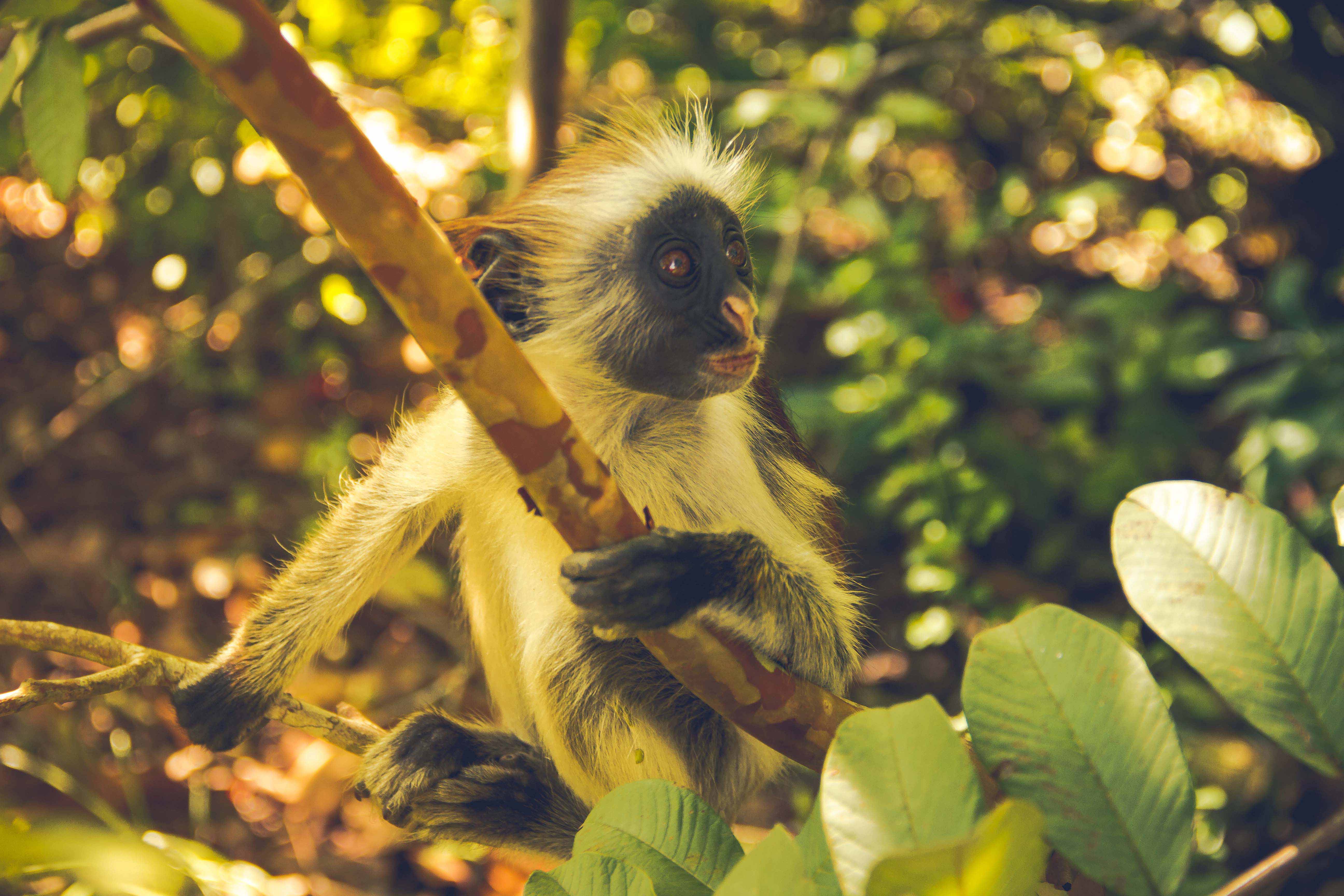 Zanzibar- (70 von 165)