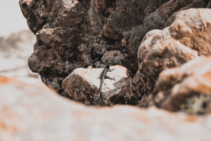 2019-02-16_CT-CapeOfGoodHope-20